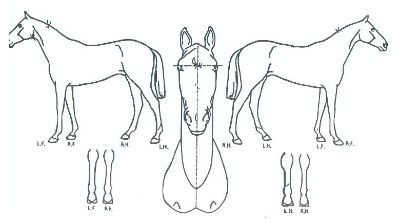 ´ÙÅ©Ç÷¹À̾îÀÇ Ãø¸é,¿ì¸é,µÞ¸é,µÎ»ó,´Ù¸®ÀÇ Æ¯Â¡µµÇØ