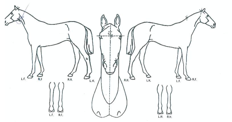 ���̹���ɴ��ε��� ����,���,�޸�,�λ�,�ٸ��� Ư¡����