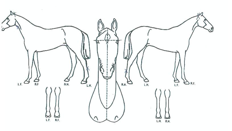 ¸Í»êÈ÷¾î·ÎÀÇ Ãø¸é,¿ì¸é,µÞ¸é,µÎ»ó,´Ù¸®ÀÇ Æ¯Â¡µµÇØ