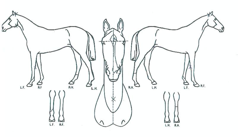 èÇǾð½ÊÆÛÆ®ÀÇ Ãø¸é,¿ì¸é,µÞ¸é,µÎ»ó,´Ù¸®ÀÇ Æ¯Â¡µµÇØ