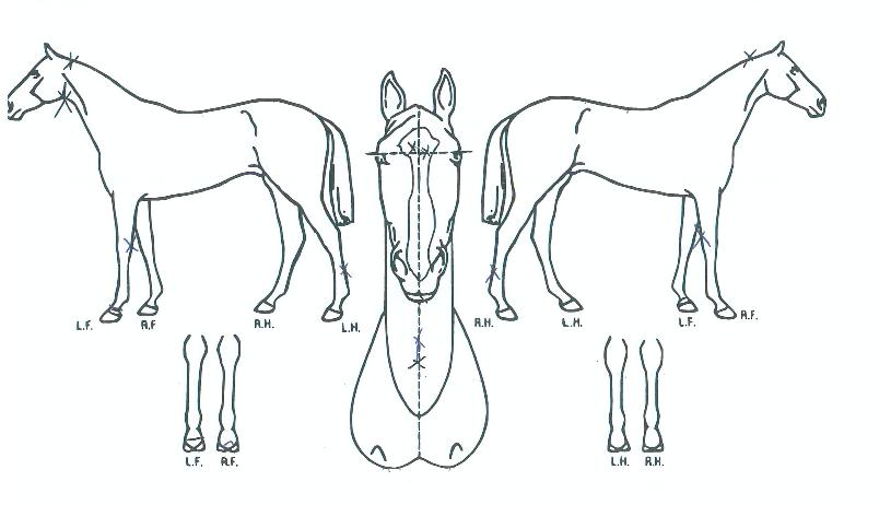 ĳ�������� ����,���,�޸�,�λ�,�ٸ��� Ư¡����