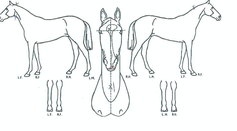 ¿¥Á¦ÀÌÆÄÆ¼ÀÇ Ãø¸é,¿ì¸é,µÞ¸é,µÎ»ó,´Ù¸®ÀÇ Æ¯Â¡µµÇØ