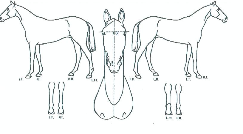 �������Ŀ��� ����,���,�޸�,�λ�,�ٸ��� Ư¡����