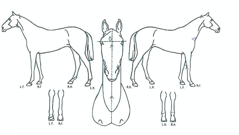 µ¿¹æÁöÁ¸ÀÇ Ãø¸é,¿ì¸é,µÞ¸é,µÎ»ó,´Ù¸®ÀÇ Æ¯Â¡µµÇØ