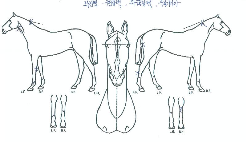 Å¥Çǵ尡ÀÌÀÇ Ãø¸é,¿ì¸é,µÞ¸é,µÎ»ó,´Ù¸®ÀÇ Æ¯Â¡µµÇØ