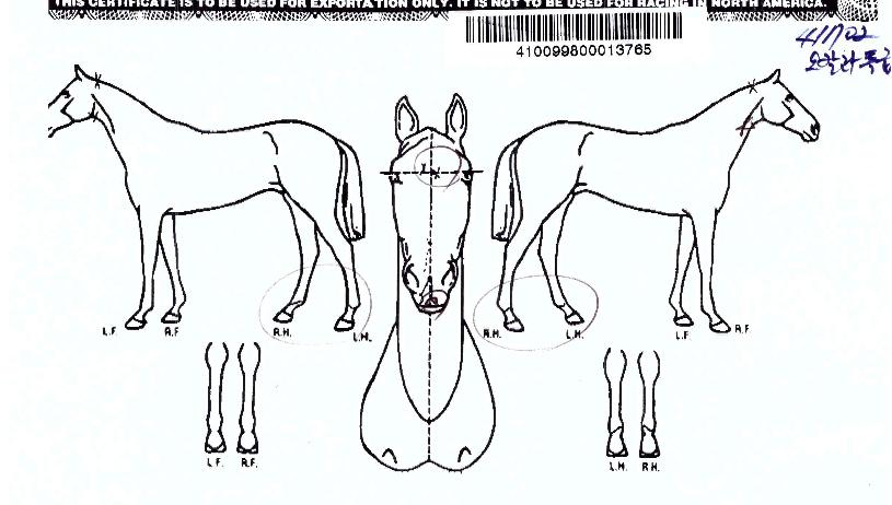 ��Į��Ư���� ����,���,�޸�,�λ�,�ٸ��� Ư¡����