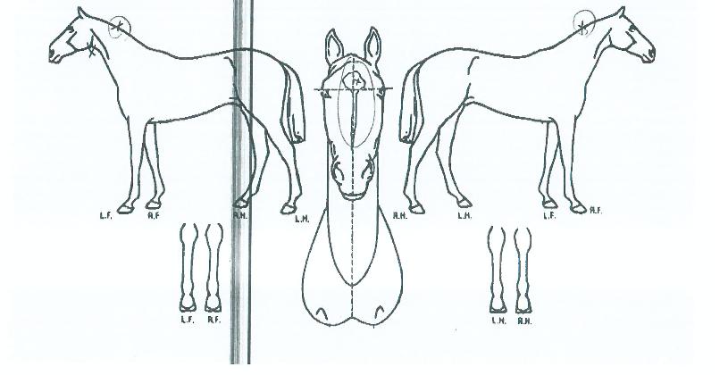 �׷���Ʈ���� ����,���,�޸�,�λ�,�ٸ��� Ư¡����