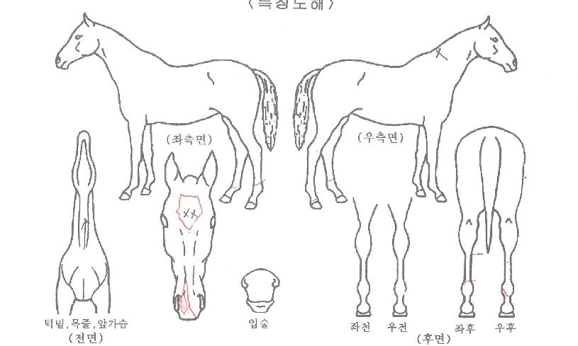 ºí·çÆÄ¿öÀÇ Ãø¸é,¿ì¸é,µÞ¸é,µÎ»ó,´Ù¸®ÀÇ Æ¯Â¡µµÇØ