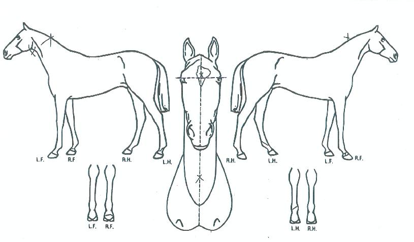 º£³×µñÆ®ÀÇ Ãø¸é,¿ì¸é,µÞ¸é,µÎ»ó,´Ù¸®ÀÇ Æ¯Â¡µµÇØ