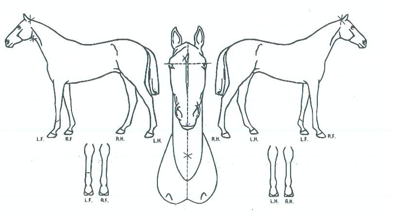 ������ũ�� ����,���,�޸�,�λ�,�ٸ��� Ư¡����