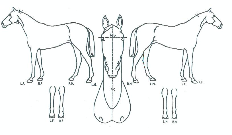 ���������� ����,���,�޸�,�λ�,�ٸ��� Ư¡����