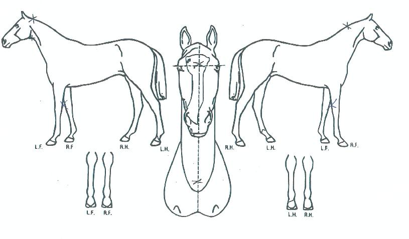 Ç÷¡½ÃÁ¦Æ®ÀÇ Ãø¸é,¿ì¸é,µÞ¸é,µÎ»ó,´Ù¸®ÀÇ Æ¯Â¡µµÇØ