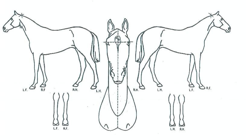 �̸̽޸��� ����,���,�޸�,�λ�,�ٸ��� Ư¡����