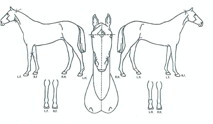 ¿¡¹ö´õèÇÁÀÇ Ãø¸é,¿ì¸é,µÞ¸é,µÎ»ó,´Ù¸®ÀÇ Æ¯Â¡µµÇØ