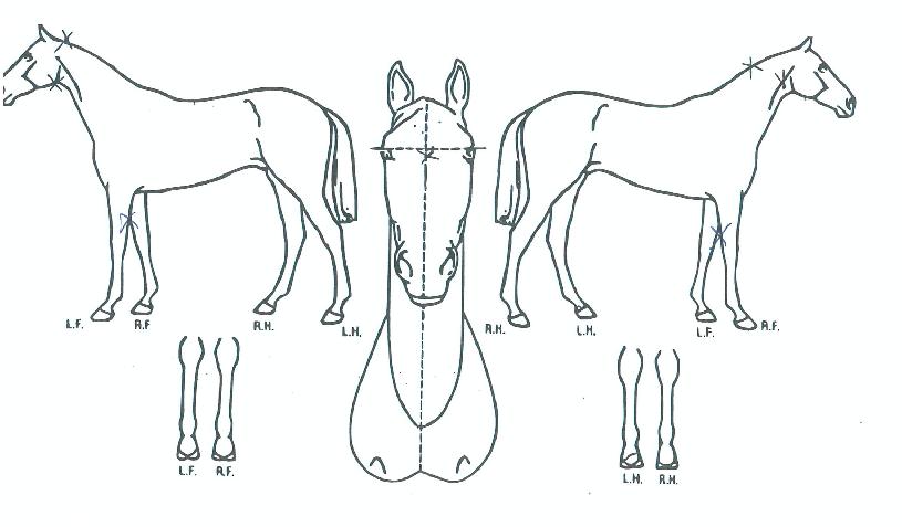 ÆäÀ̹ö¸´½ºÅ丮ÀÇ Ãø¸é,¿ì¸é,µÞ¸é,µÎ»ó,´Ù¸®ÀÇ Æ¯Â¡µµÇØ