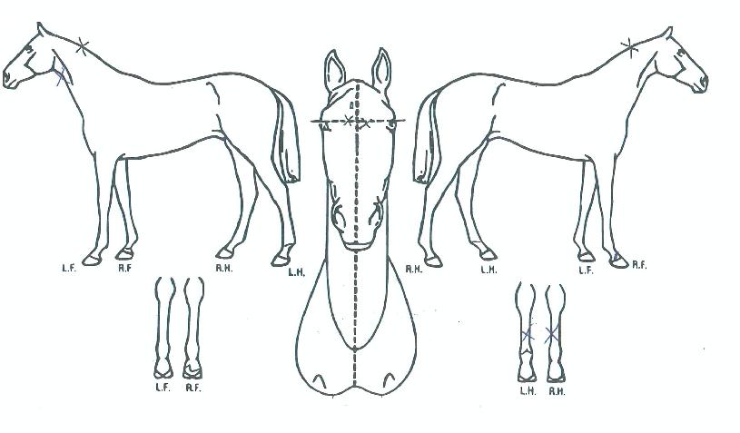 �ɹ̺����� ����,���,�޸�,�λ�,�ٸ��� Ư¡����