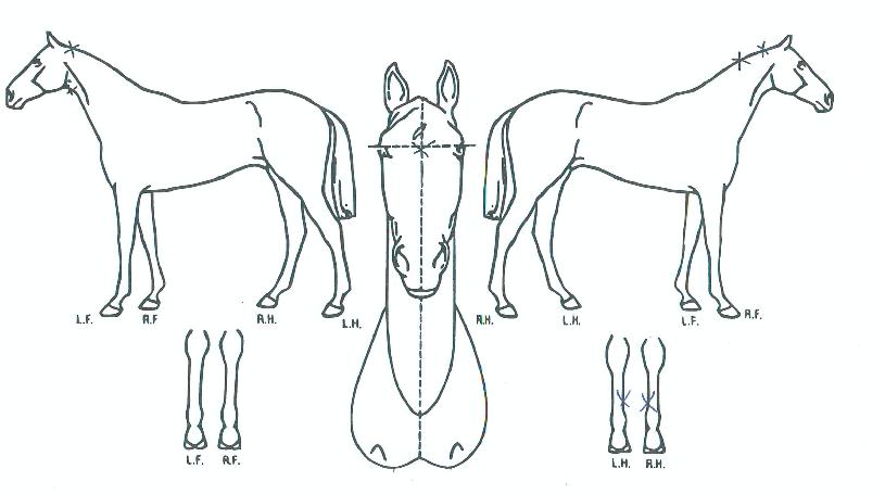 À̽ºÆ®ÄÉÀÌÀÇ Ãø¸é,¿ì¸é,µÞ¸é,µÎ»ó,´Ù¸®ÀÇ Æ¯Â¡µµÇØ