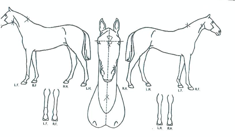 Ĺ���̶�Ŭ�� ����,���,�޸�,�λ�,�ٸ��� Ư¡����