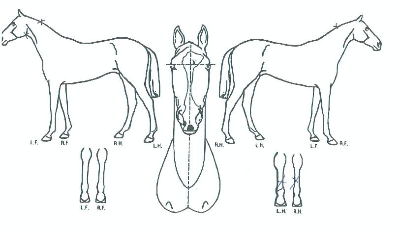 ¸®Æ²ºòŸÀ̰ÅÀÇ Ãø¸é,¿ì¸é,µÞ¸é,µÎ»ó,´Ù¸®ÀÇ Æ¯Â¡µµÇØ