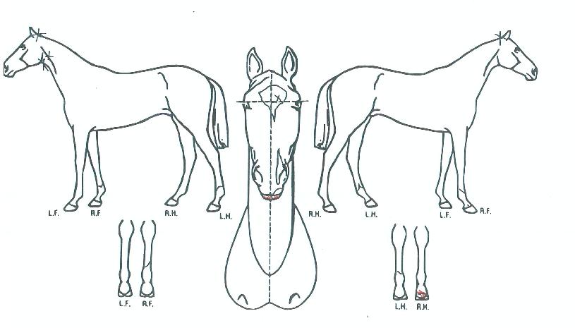 Æ®¸®ÇÃÄÀÇ Ãø¸é,¿ì¸é,µÞ¸é,µÎ»ó,´Ù¸®ÀÇ Æ¯Â¡µµÇØ