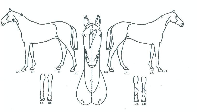 ���縶��Ÿ�� ����,���,�޸�,�λ�,�ٸ��� Ư¡����