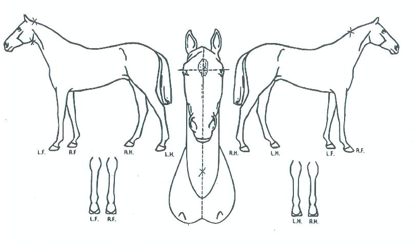 ���ǵ庸���� ����,���,�޸�,�λ�,�ٸ��� Ư¡����