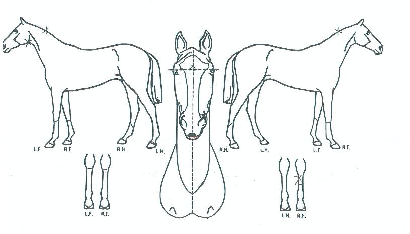 �۷ι�ĸƾ�� ����,���,�޸�,�λ�,�ٸ��� Ư¡����