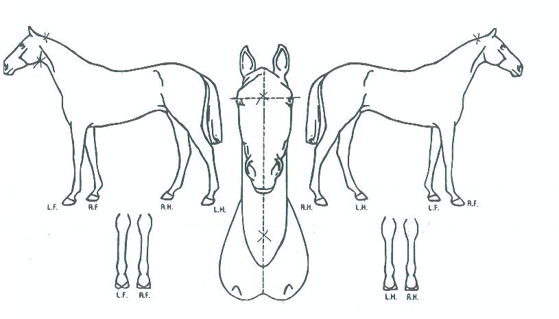 Ȳǥ���� ����,���,�޸�,�λ�,�ٸ��� Ư¡����