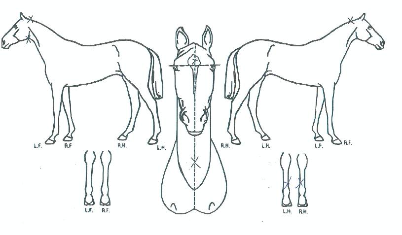 �۷ι������� ����,���,�޸�,�λ�,�ٸ��� Ư¡����