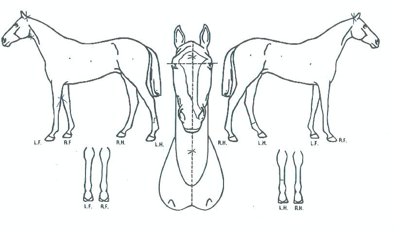 �ô��ڸ����� ����,���,�޸�,�λ�,�ٸ��� Ư¡����