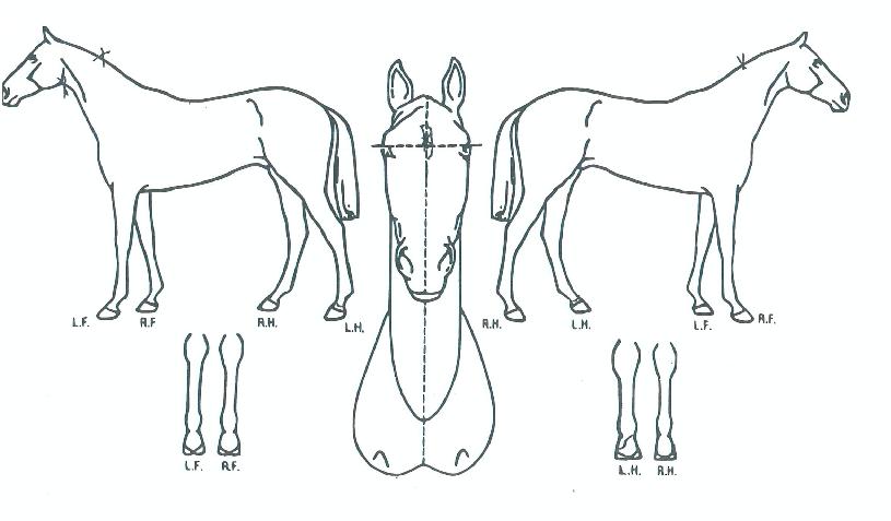 ±Ý¼®µ¹ÆÄÀÇ Ãø¸é,¿ì¸é,µÞ¸é,µÎ»ó,´Ù¸®ÀÇ Æ¯Â¡µµÇØ