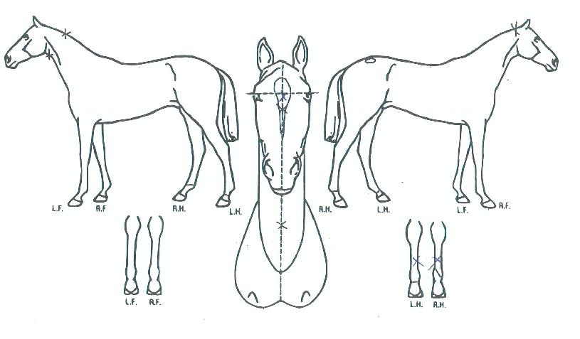 ¿ìÁ¤ÀÇÇâ±âÀÇ Ãø¸é,¿ì¸é,µÞ¸é,µÎ»ó,´Ù¸®ÀÇ Æ¯Â¡µµÇØ