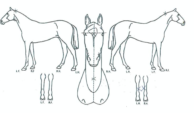 ¾Æ¸£Æù½ºÀÇ Ãø¸é,¿ì¸é,µÞ¸é,µÎ»ó,´Ù¸®ÀÇ Æ¯Â¡µµÇØ