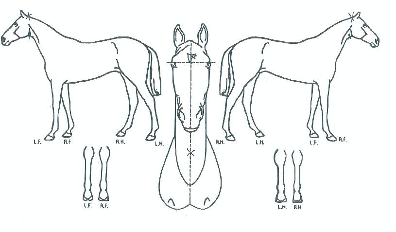 ½ºÆ®·ÕÅ¥ÇǵåÀÇ Ãø¸é,¿ì¸é,µÞ¸é,µÎ»ó,´Ù¸®ÀÇ Æ¯Â¡µµÇØ