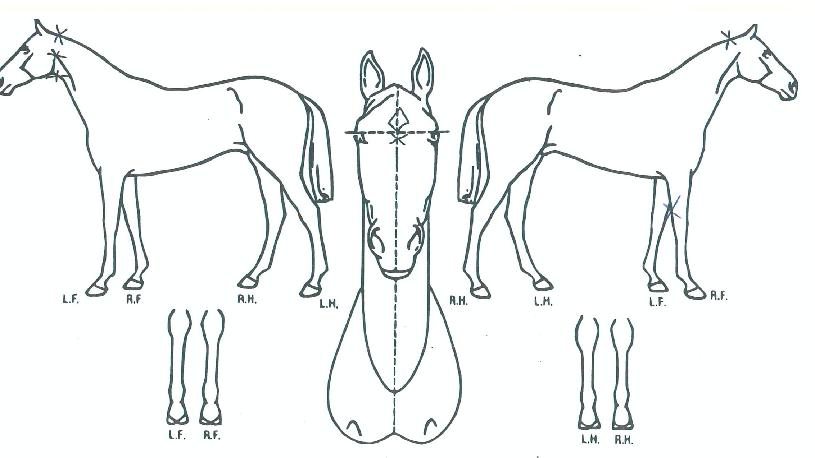 ±Û¶óµð¾ÆÅä·¹¿¡ÀÌÀÇ Ãø¸é,¿ì¸é,µÞ¸é,µÎ»ó,´Ù¸®ÀÇ Æ¯Â¡µµÇØ