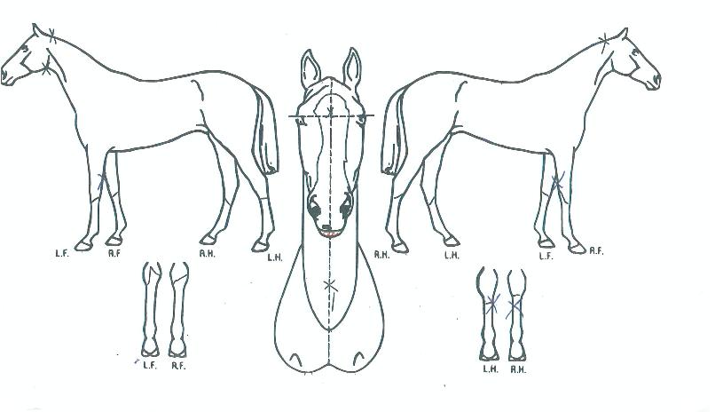 ����Ƽ���� ����,���,�޸�,�λ�,�ٸ��� Ư¡����