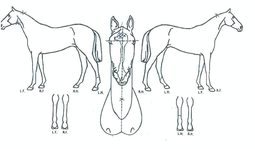 ÇöóÀׯ÷µåÀÇ Ãø¸é,¿ì¸é,µÞ¸é,µÎ»ó,´Ù¸®ÀÇ Æ¯Â¡µµÇØ