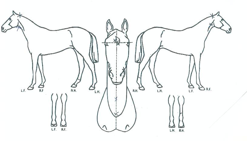 ÃְĸƾÀÇ Ãø¸é,¿ì¸é,µÞ¸é,µÎ»ó,´Ù¸®ÀÇ Æ¯Â¡µµÇØ