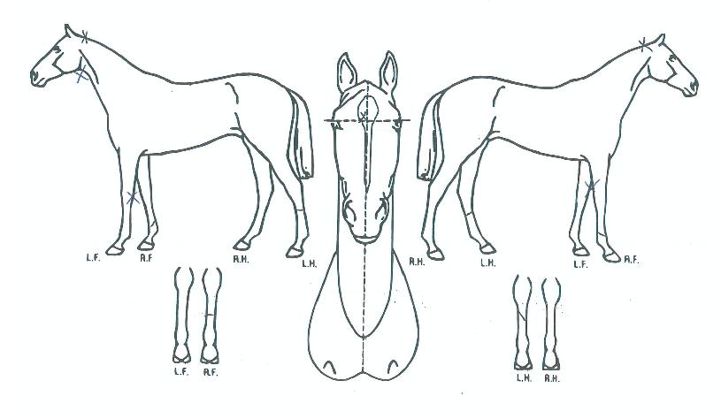 º»´É´ë·ÎÀÇ Ãø¸é,¿ì¸é,µÞ¸é,µÎ»ó,´Ù¸®ÀÇ Æ¯Â¡µµÇØ