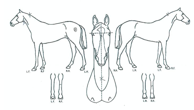 ÇÁ¶ó¿ìµåº¸´ÏŸÀÇ Ãø¸é,¿ì¸é,µÞ¸é,µÎ»ó,´Ù¸®ÀÇ Æ¯Â¡µµÇØ