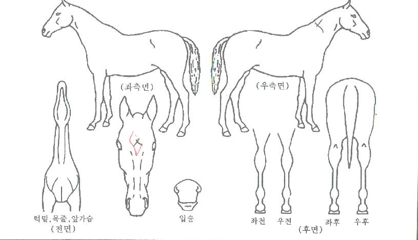 �����̸����� ����,���,�޸�,�λ�,�ٸ��� Ư¡����