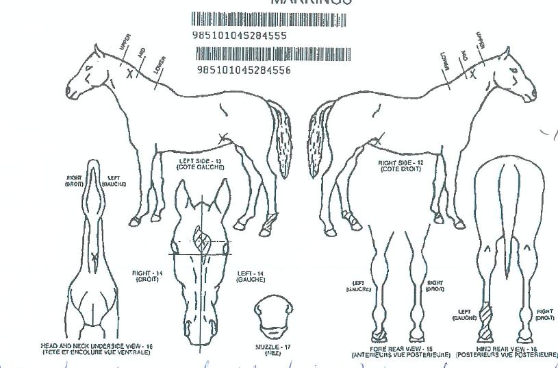 �ǿ������ϴ��� ����,���,�޸�,�λ�,�ٸ��� Ư¡����