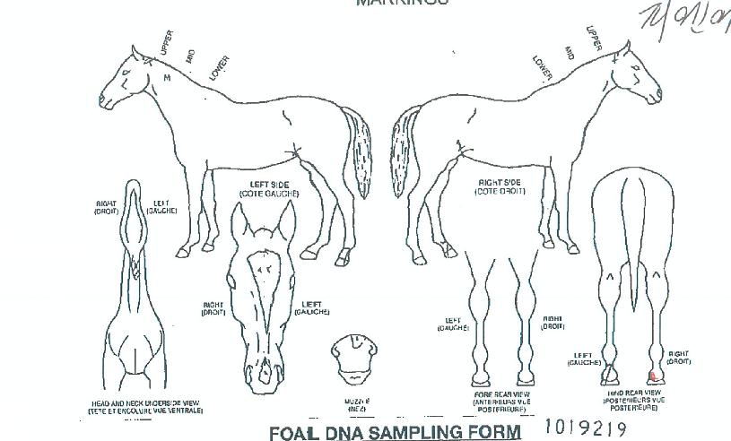 �ǿ������ʷ��� ����,���,�޸�,�λ�,�ٸ��� Ư¡����