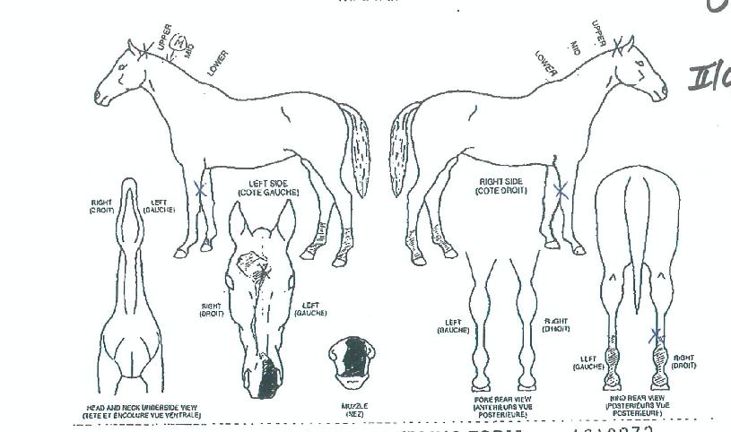 �ǿ����������� ����,���,�޸�,�λ�,�ٸ��� Ư¡����