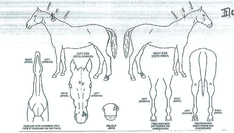 ÇÇ¿£¿¡½º¾Æ¸®ÀÇ Ãø¸é,¿ì¸é,µÞ¸é,µÎ»ó,´Ù¸®ÀÇ Æ¯Â¡µµÇØ