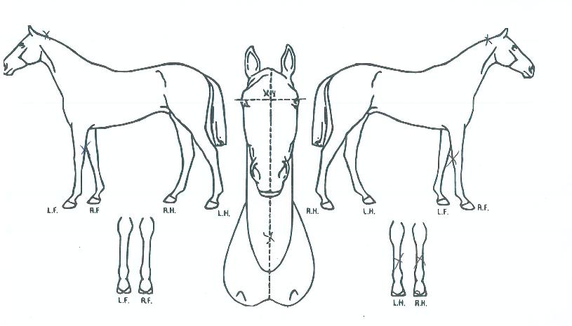 ´Ù´ÙºñÀÇ Ãø¸é,¿ì¸é,µÞ¸é,µÎ»ó,´Ù¸®ÀÇ Æ¯Â¡µµÇØ