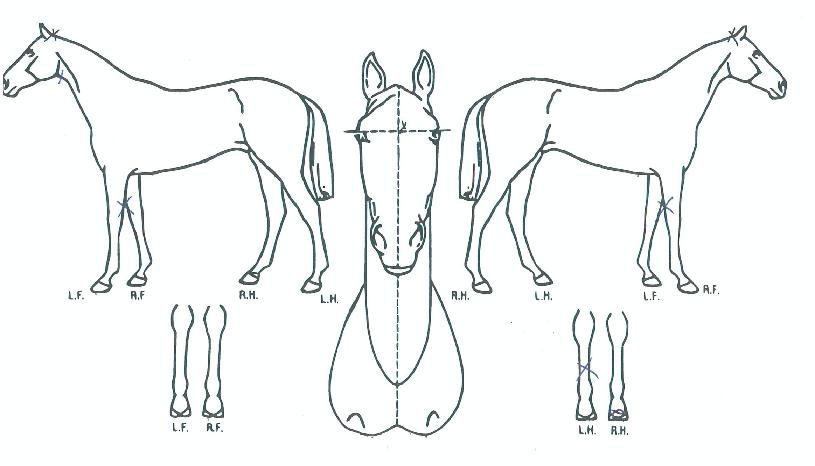 °í°íºñÀÇ Ãø¸é,¿ì¸é,µÞ¸é,µÎ»ó,´Ù¸®ÀÇ Æ¯Â¡µµÇØ