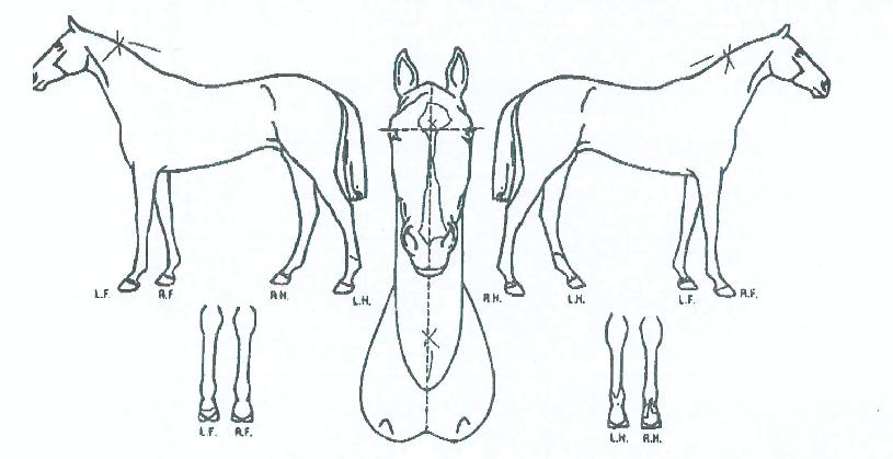 ¾¾À¯´Ù¿î´õÆ®·¢ÀÇ Ãø¸é,¿ì¸é,µÞ¸é,µÎ»ó,´Ù¸®ÀÇ Æ¯Â¡µµÇØ