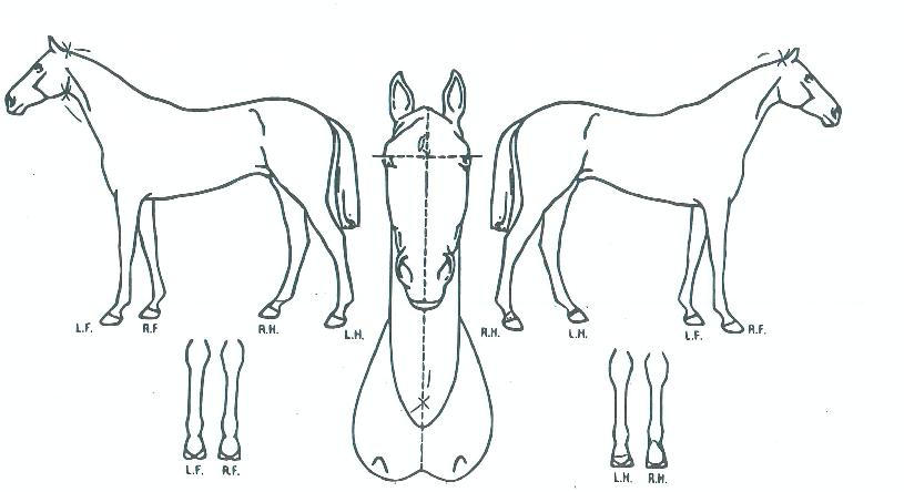 ������������ ����,���,�޸�,�λ�,�ٸ��� Ư¡����