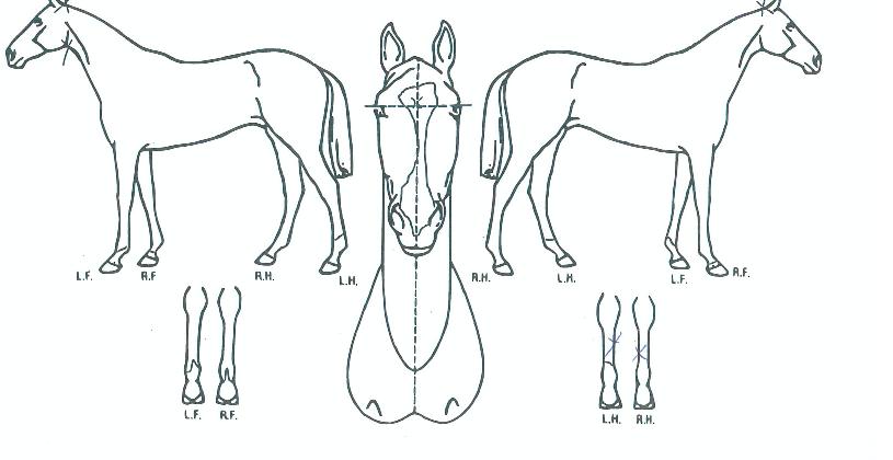 ������ ����,���,�޸�,�λ�,�ٸ��� Ư¡����